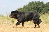 DOGUE DU TIBET 018